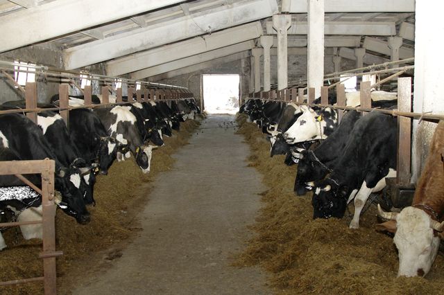 В Оренбуржье растет продуктивность молочных коров